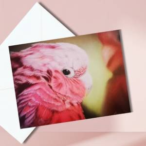 Gallah parrot thumbnail