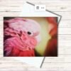 Gallah pink parrot thumbnail