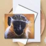 vervet monkey thumbnail